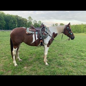 ISO horse items